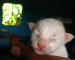 Newborn+kitten+poop
