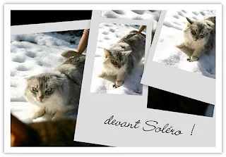 silver Somali cat in the snow