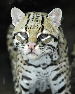 Ocelot