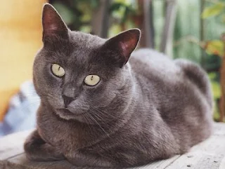 Chartreux cat