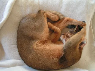 Algerian cat Abyssinian cat