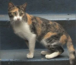 a Brazilian Shorthair cat