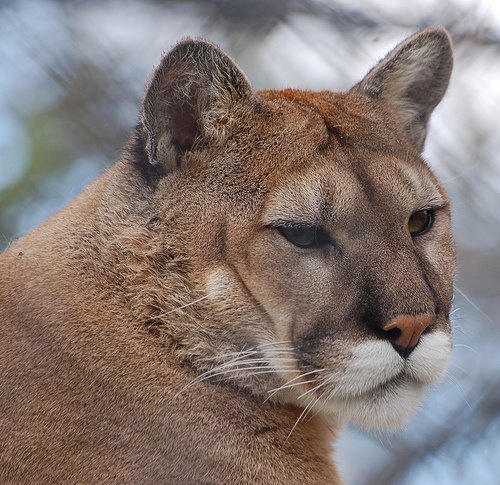 [cougar-wild-cat.jpg]