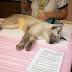 Feral cat behavior vacuum phenomenon