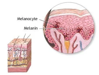 malanocytes