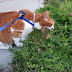 Cats have a Sagittal Crest