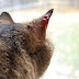 Cat Abscess