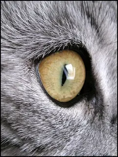 cat eye