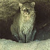 Low Wildcat Populations