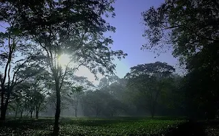 Kaziranga National Park in Assam