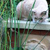 Maine Coon Cat Paws at Water