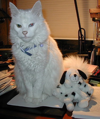 What Do Turkish Angora Cats Eat What Do Turkish Angora Cats Eat