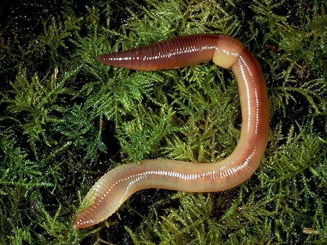 Earthworm Scientific Name