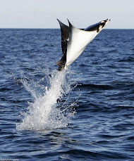 Leaping Mobula Rays