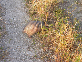 Slots gratuitos sem deposito Disco Night Fright