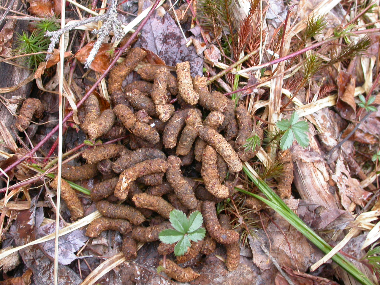 Jungle Pete's Earthbound 2010 The Year in Scat