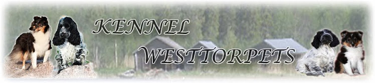Kennel Westtorpets blogg