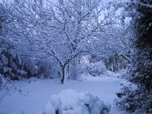 [snow_dec2009_7.JPG]