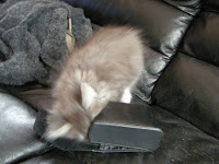 blue_white_Maine_Coon_kitten