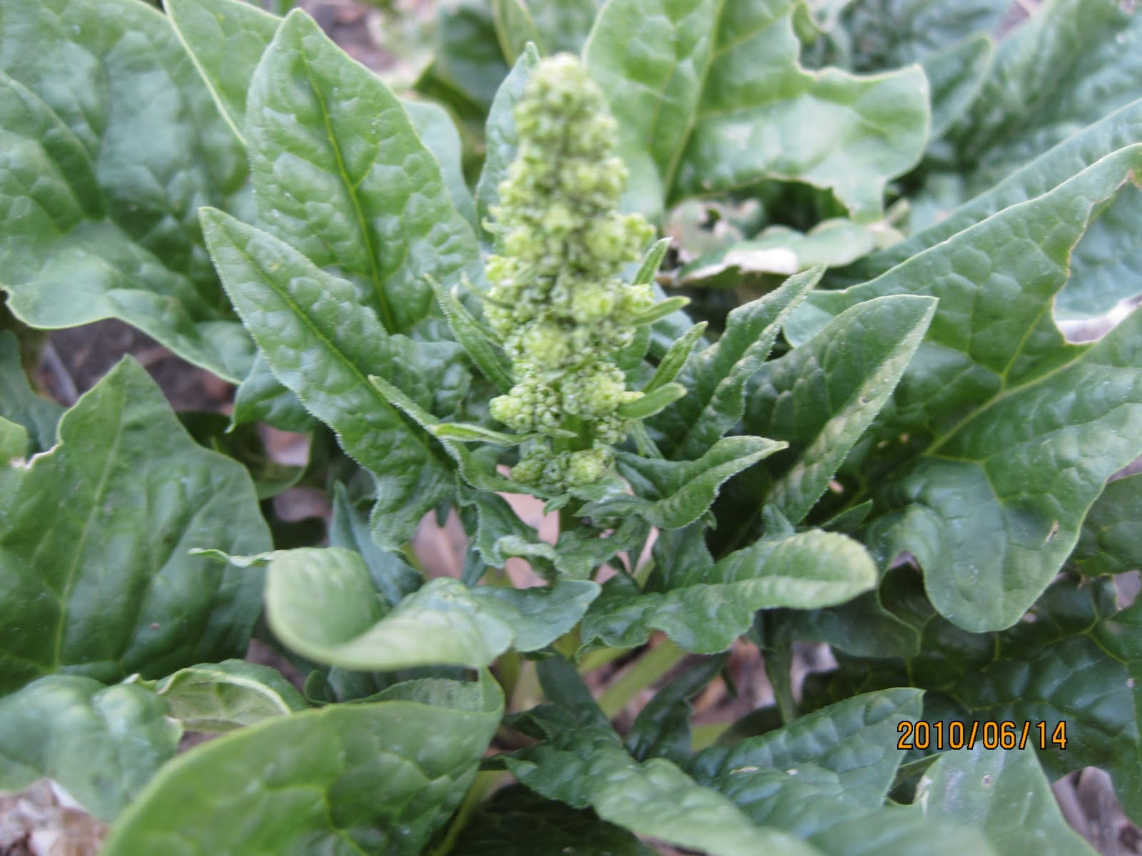 Swift's Gardening Blog Swift Horticultural Enterprises, LLC June 2010