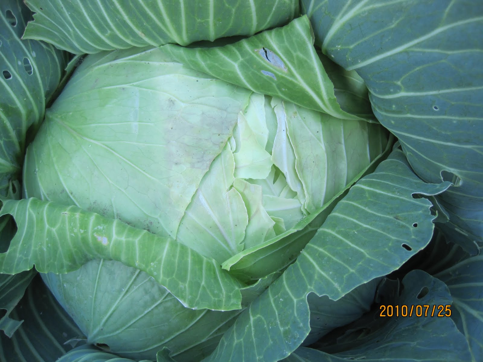 Swift's Gardening Blog Swift Horticultural Enterprises, LLC Harvest