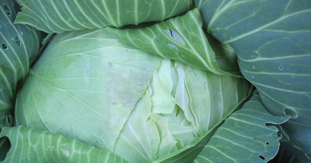 Swift's Gardening Blog Swift Horticultural Enterprises, LLC Harvest