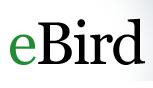 ebird