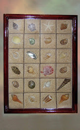Assorted Seashell Wall Ornament