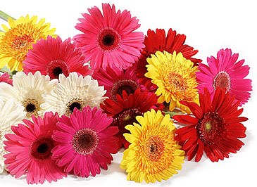 http://2.bp.blogspot.com/_LuW-StRhYHg/TFRXjv_hBdI/AAAAAAAAACg/Z7sDV3TMug8/s1600/Gerbera-mixed-feat_featured.jpg