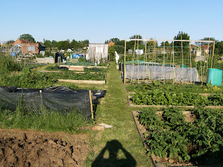 allotment+31+may+09+015.jpg