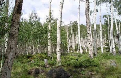 Las 20 mejores curiosidades sobre la naturaleza. Las 20 mejores curiosidades sobre la naturaleza.
