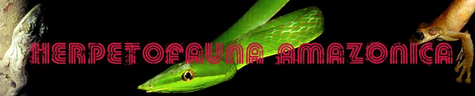 Herpetofauna Amazônica