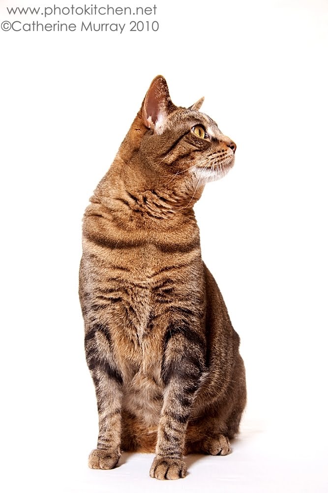 Catherine Murray Photo: Blog