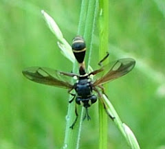 Conops quadrifasciatus