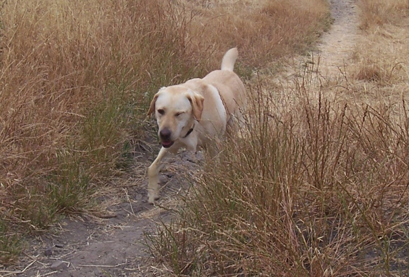 closeup of cabana walking on the little path, she has one eye closed so it looks like she's winking