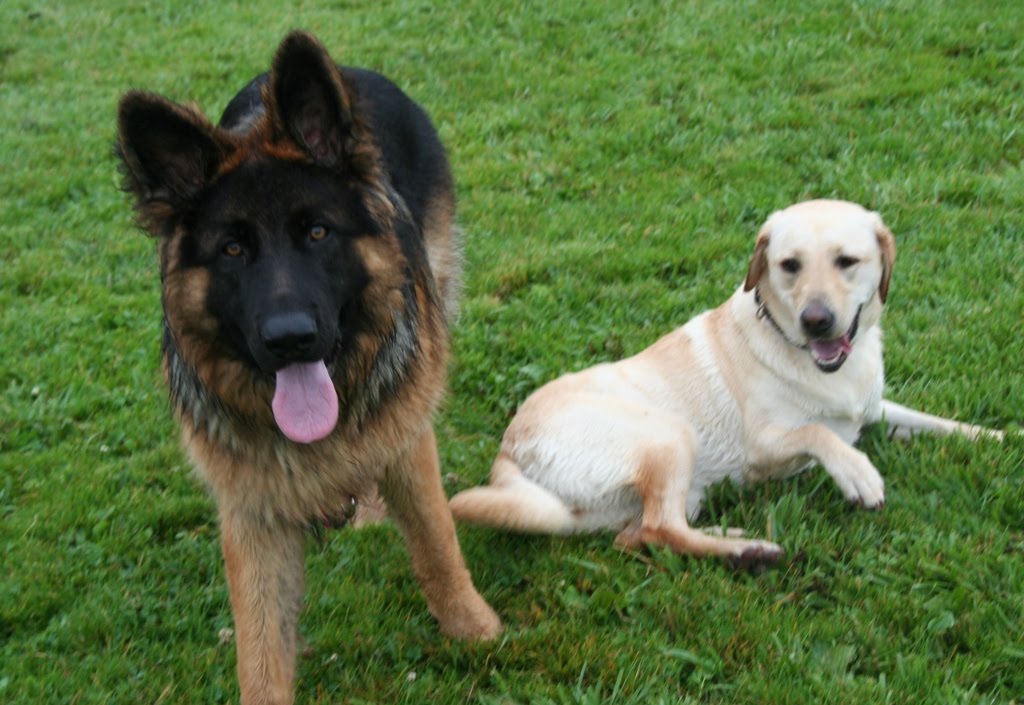Light Colored German Shepherd Dogs | [#] Lunawsome