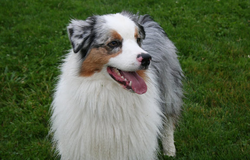 australian shepherd cooper standing, he has a mane of long white fur on his chest and a sweet pink spot on his otherwise black nose