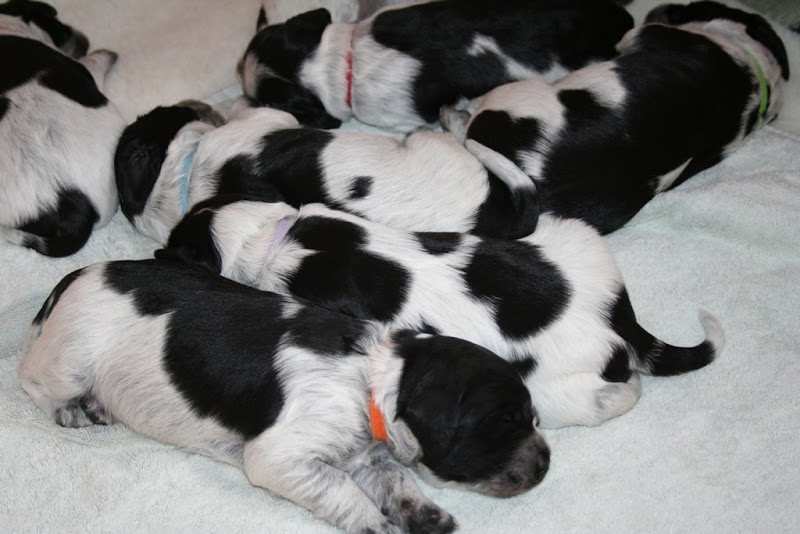 seven little balled up puppies with black and white coats, piled up on each other