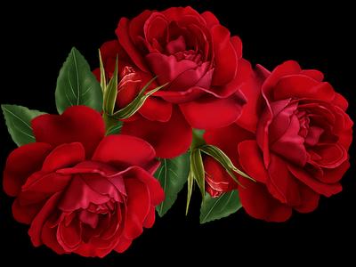 [3_ROSAS_VERMELHAS.jpg]