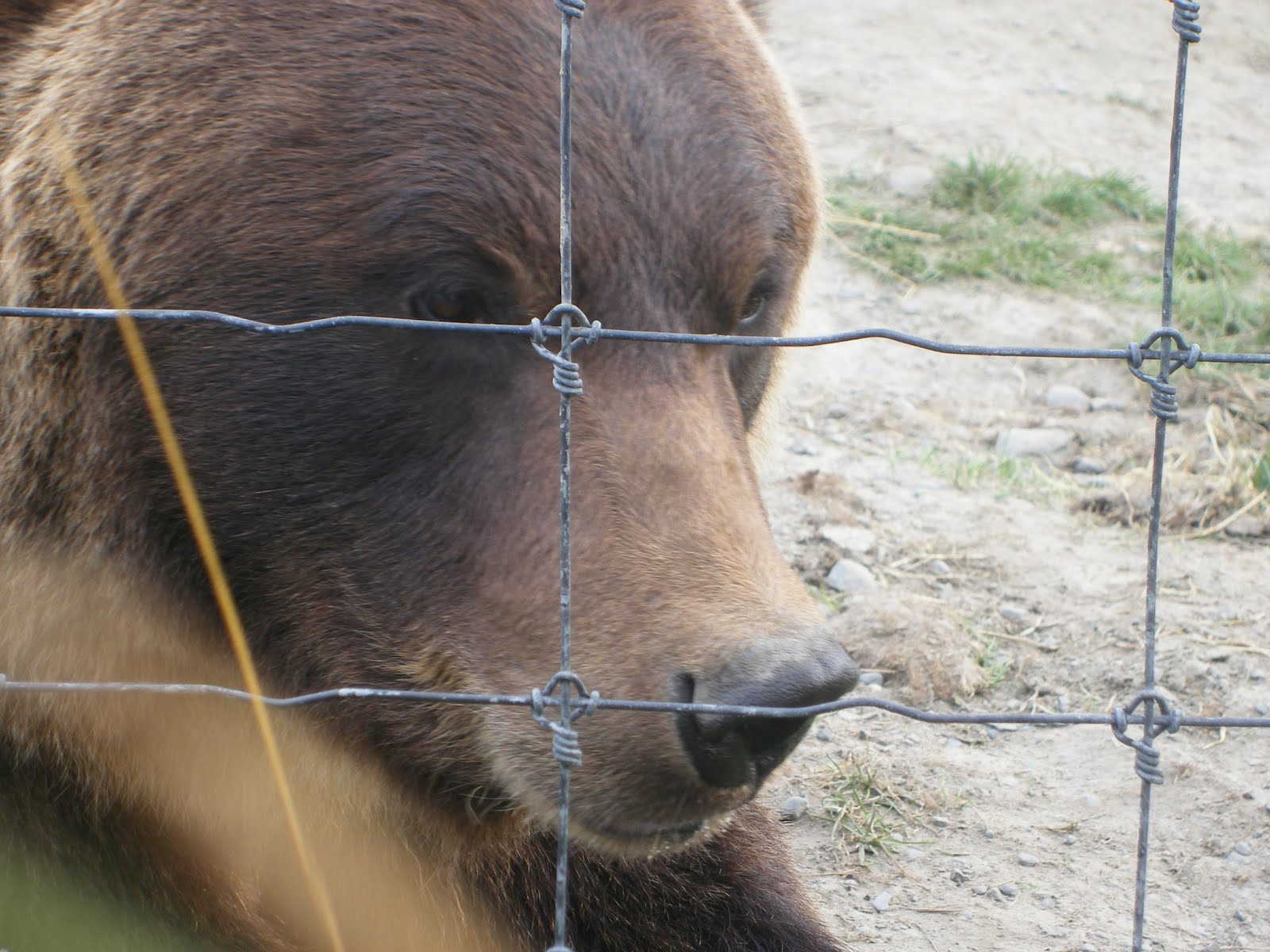 [Day+8...Grizzley+bear+2.JPG]