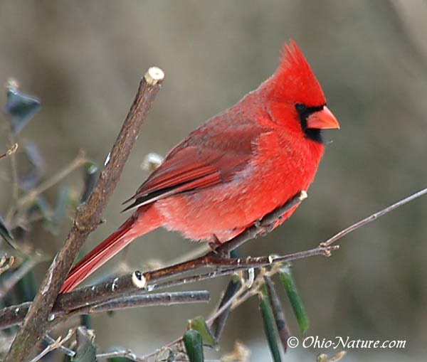 Random Selection Bird Feeding Series Northern Cardinals A bird to