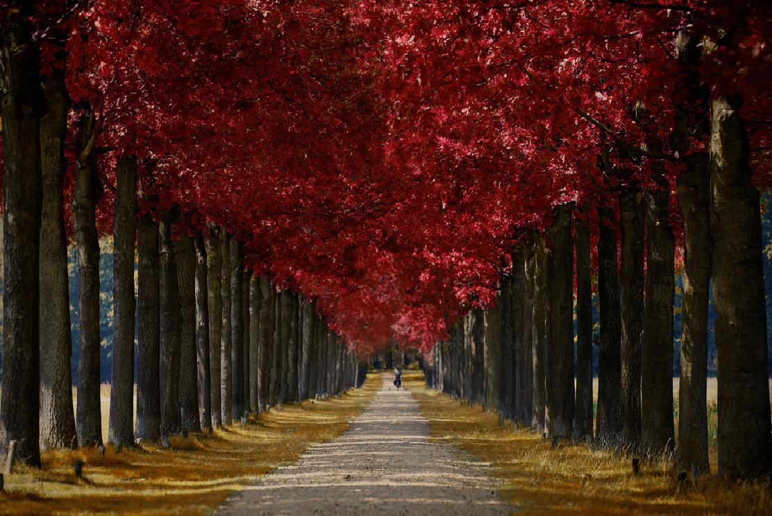 Bosque Rojo Cosas únicas