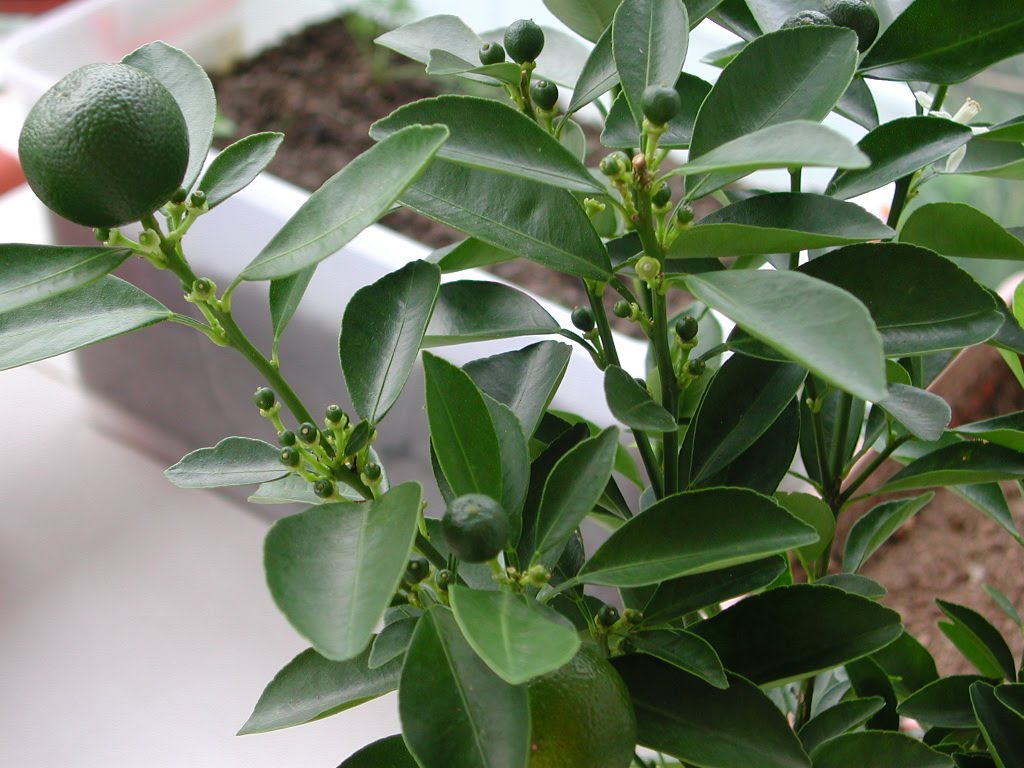 My Balcony Vege Gardening Corner!: Lime Plant update