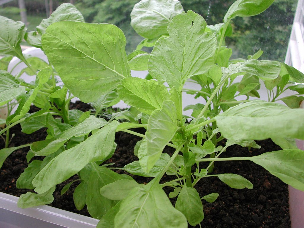 My Balcony Vege Gardening Corner! First Chinese Spinach Harvest