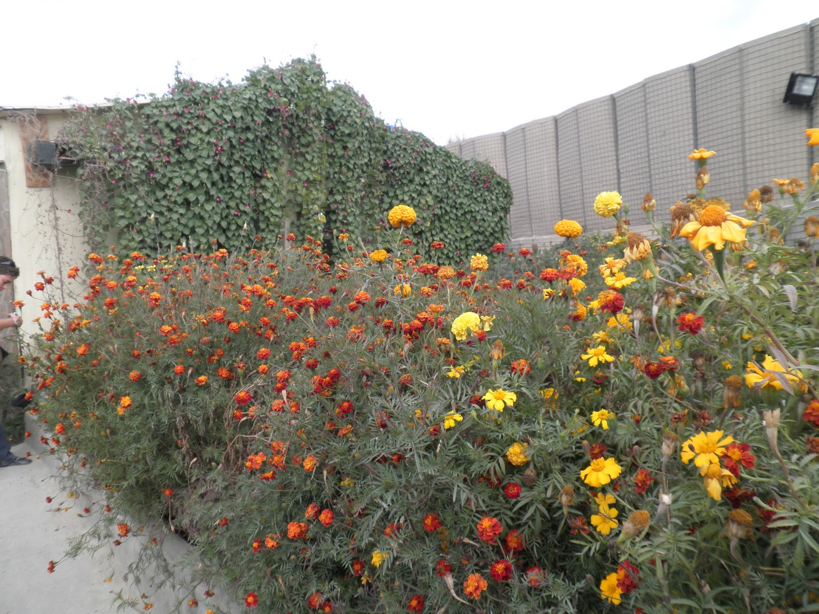 Destination Changed From Afghanistan to Panama Paktika Flowers