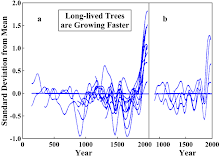 Long-lived Trees are Growing Faster