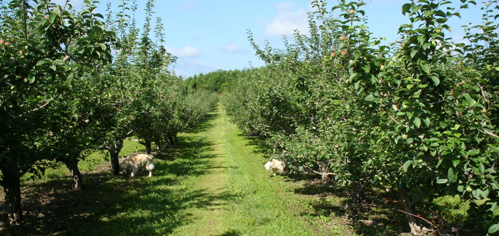 [orchard.jpg]