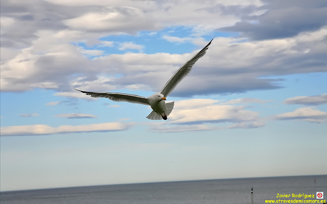 78 Un vuelo en el Océano