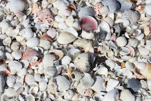 Shell Beach