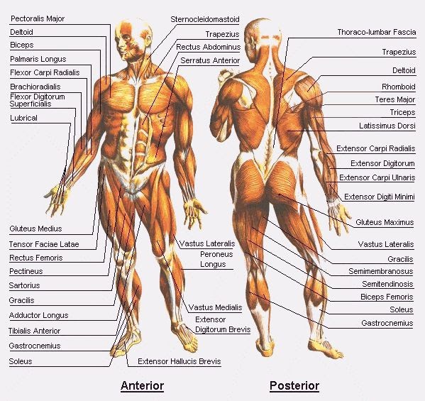 LESIONES DE MUSCULOS lesiones de musculos: